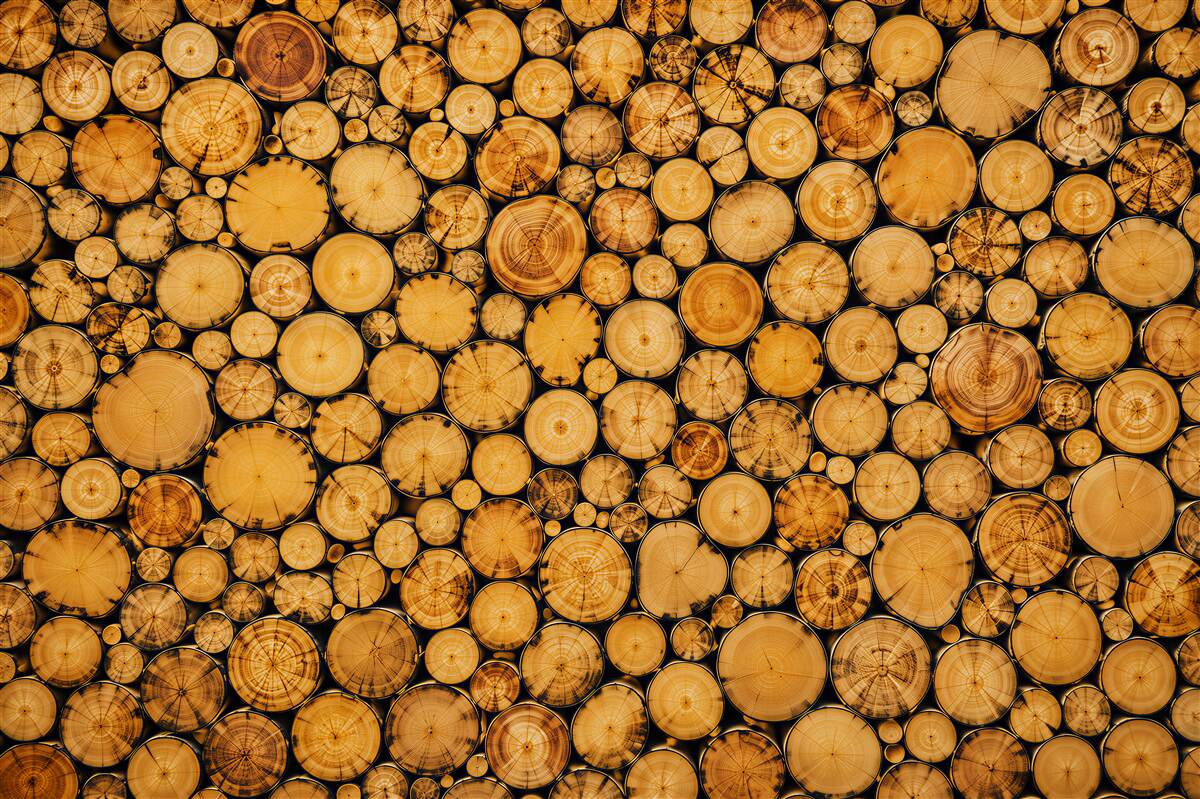 Fototapeten natürliche Holzscheiben in Beige für ökologische Innenräume