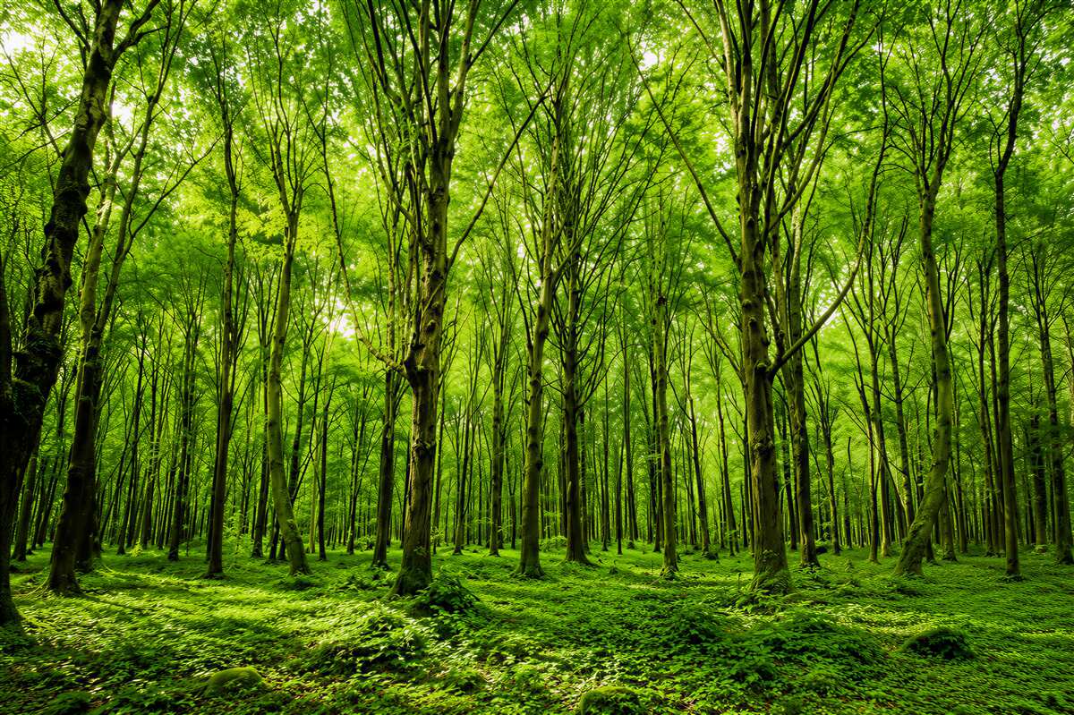 Fototapeten grüner Wald im Nebel mit Sonnenstrahlen ruhige Natur