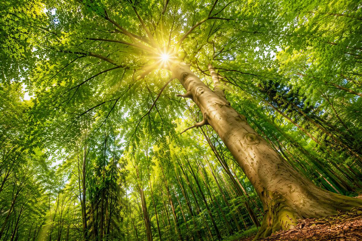 Fototapeten Baum in Sonnenstrahlen grüner Wald am Morgen