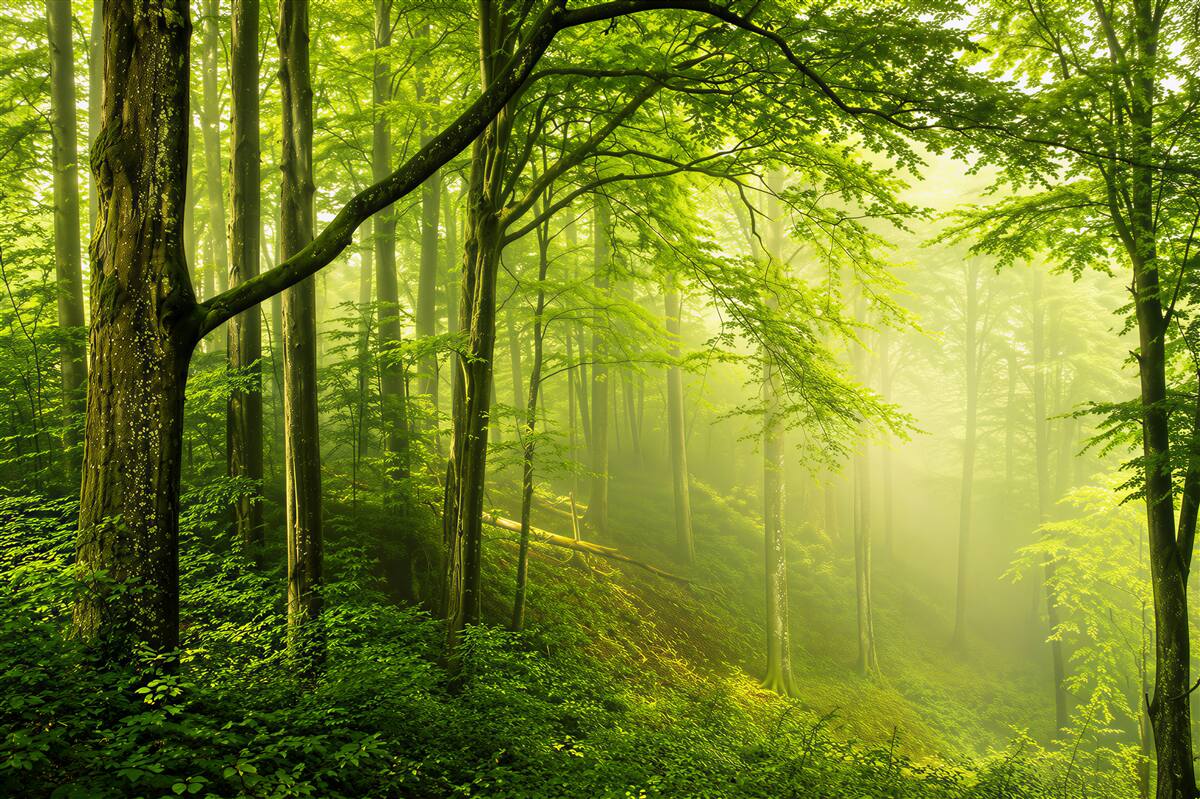 Fototapeten Waldweg in Sonnenstrahlen grün friedlich