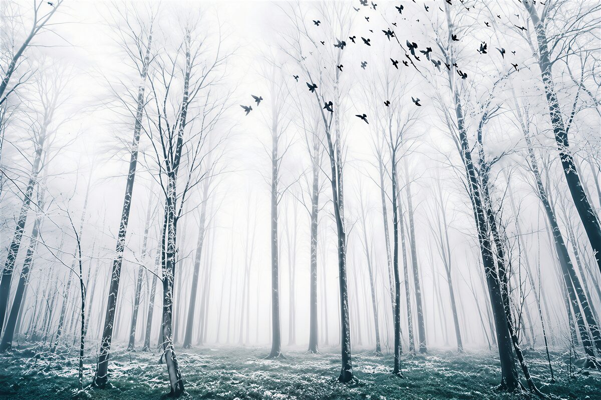 Fototapeten Winterwald im Nebel mit Vögeln in hellen Pastellfarben