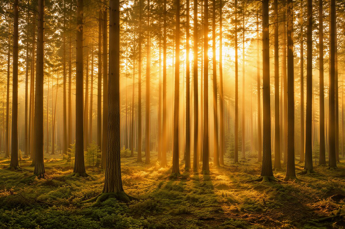 Fototapeten Kieferwald im Nebel mit goldenem Licht ruhige Natur