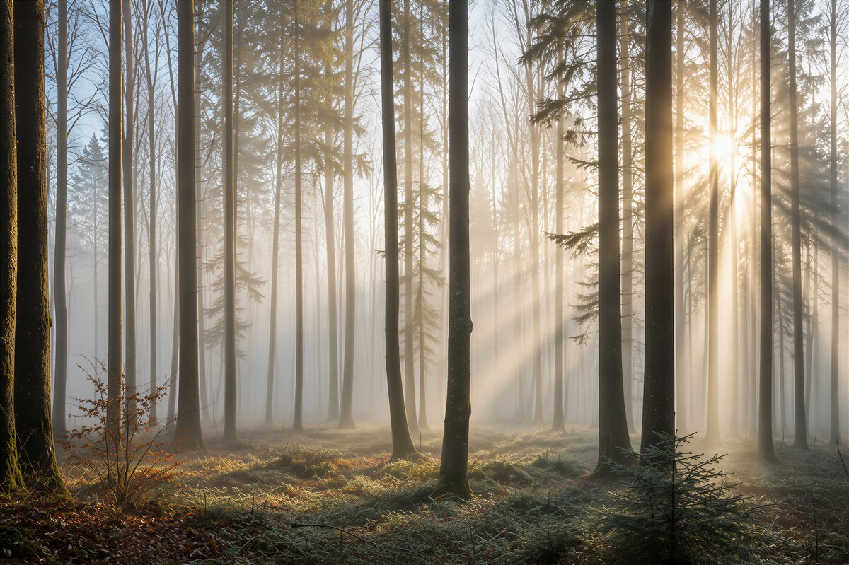Fototapeten Sonnenstrahlen durchdringen den Nebel im Wald