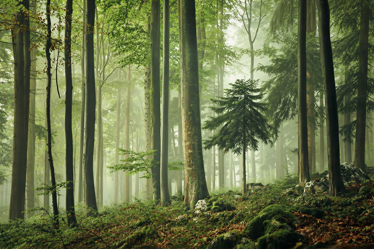 Fototapeten Licht im Nebel des Laubwaldes