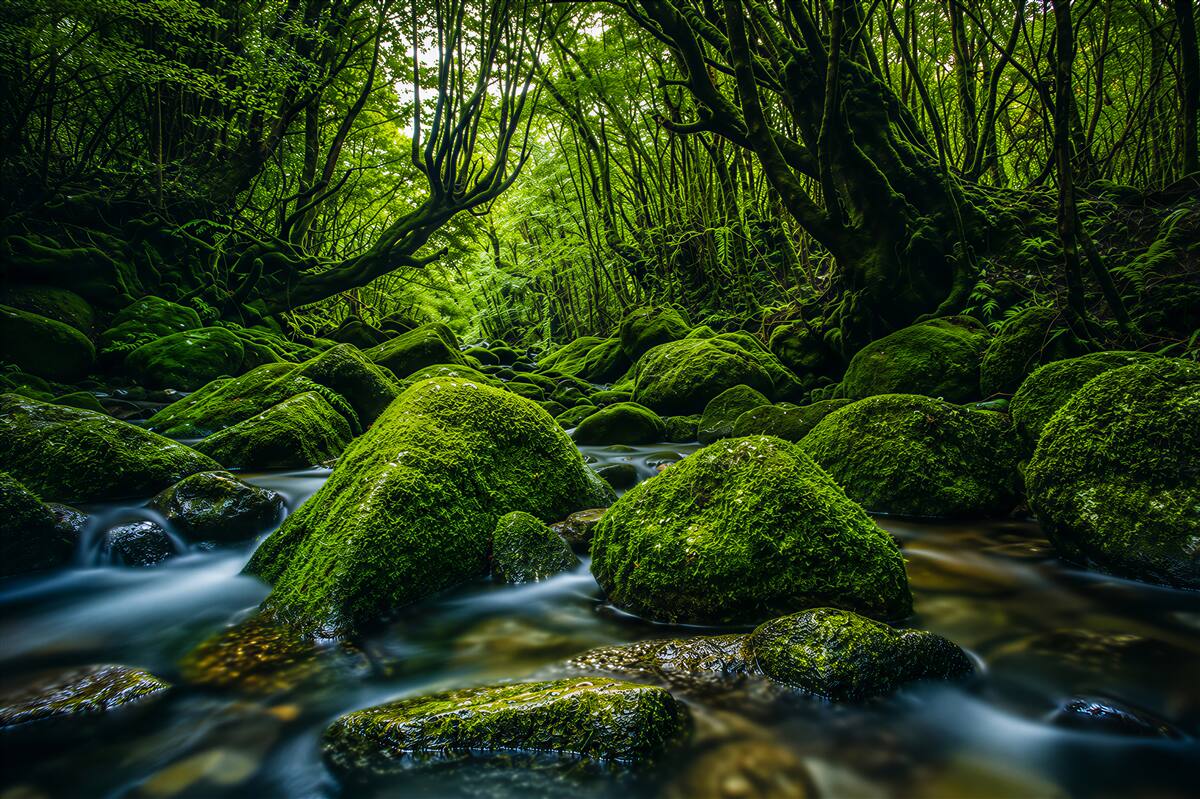 Fototapeten schlafender Wald in der Nähe eines Wasserfalls