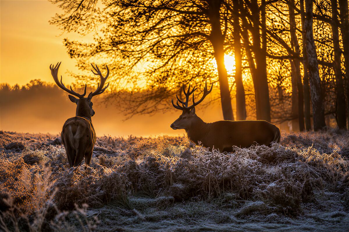 Fototapeten erwachsener Hirsch sieht den Sonnenuntergang