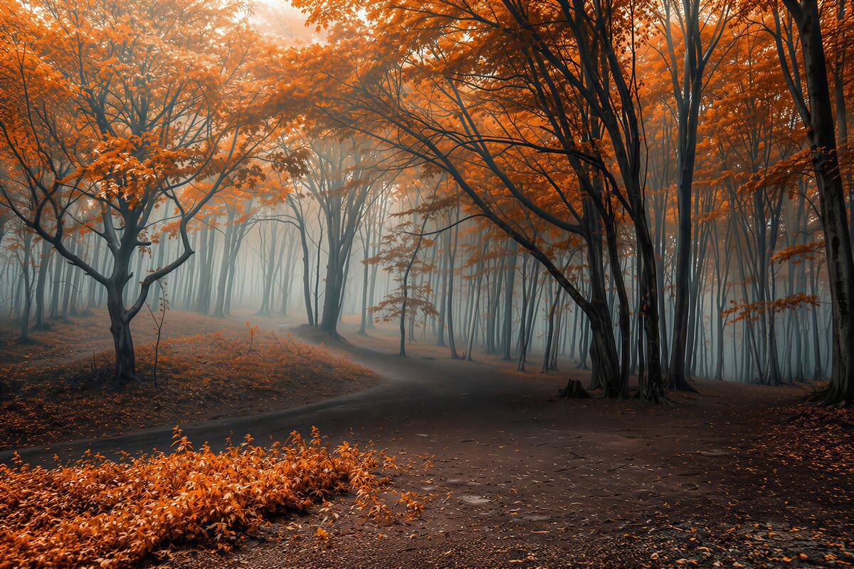 Fototapeten Weg in einem nebligen Herbstwald