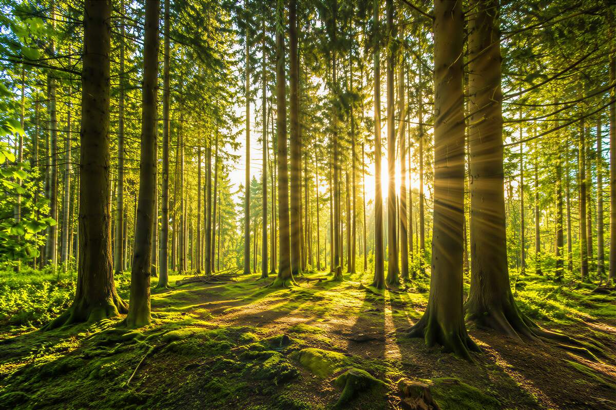 Fototapeten Sonnenstrahlen zwischen schlanken Bäumen