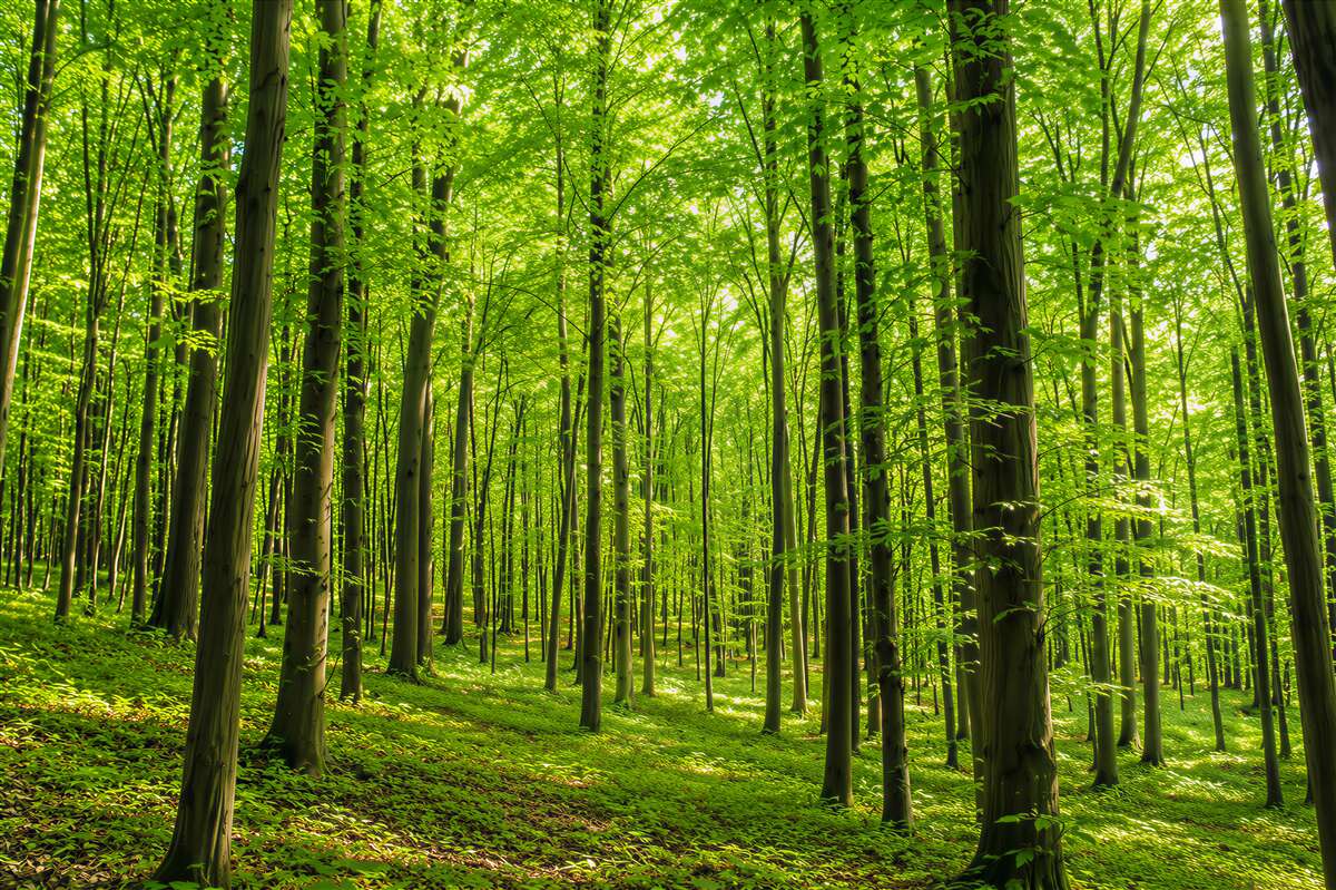 Fototapeten schlanker Laubwald im Sommer