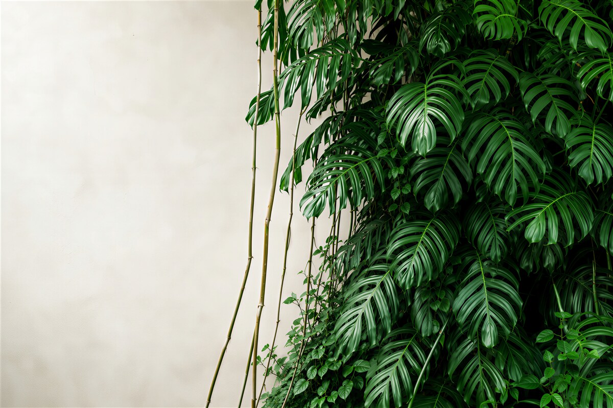 Fototapeten dichte grüne Monstera-Blätter