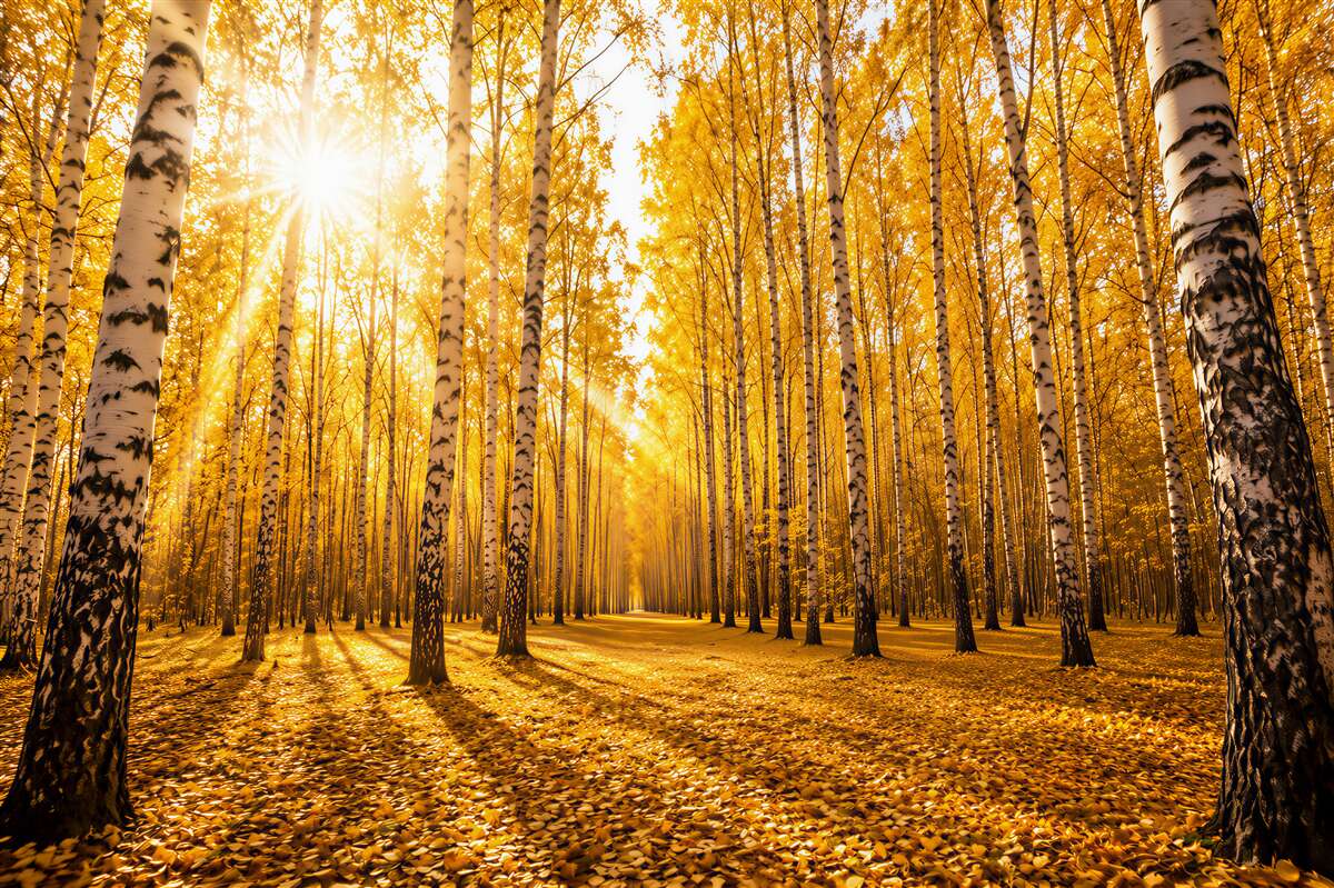 Fototapeten heller Sonnenaufgang im herbstlichen Hain