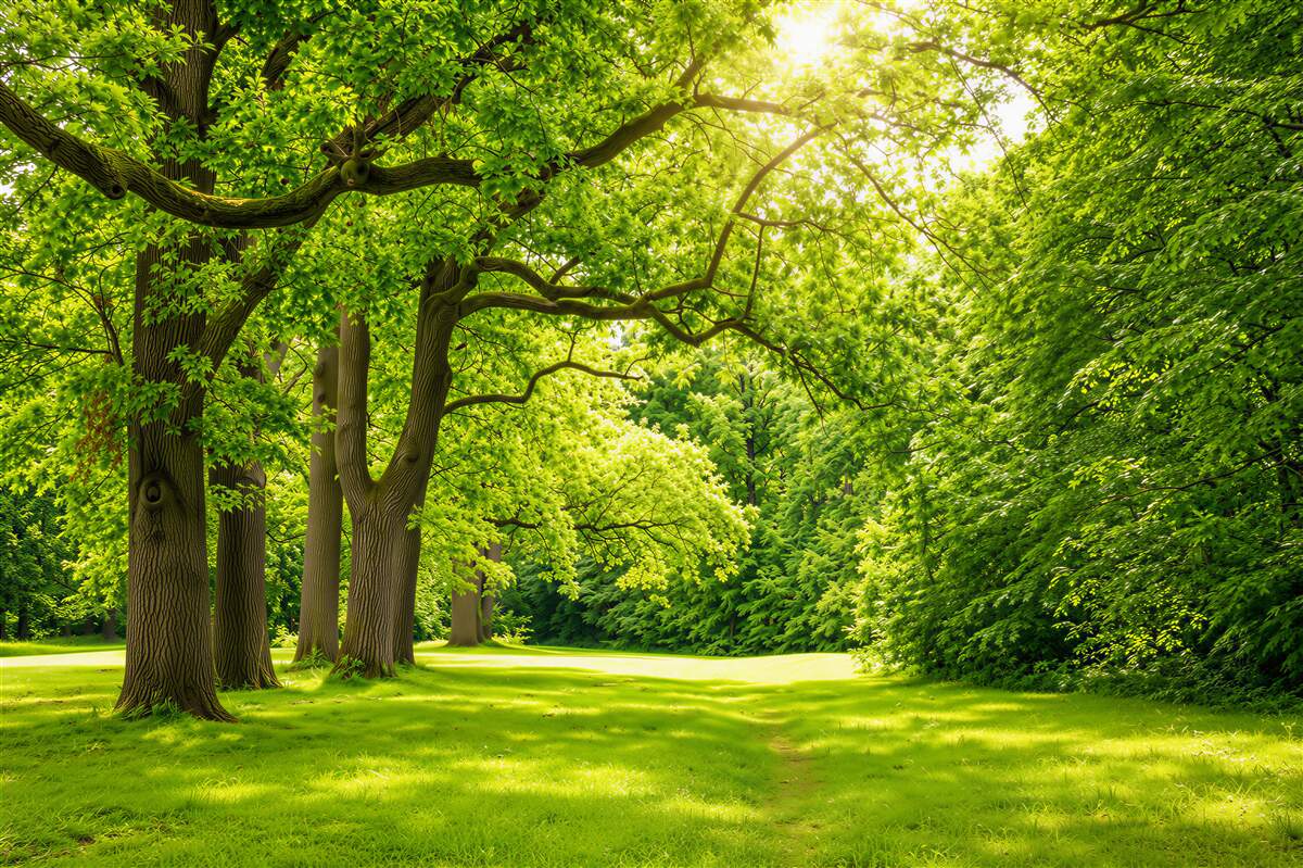 Fototapeten helles Sommerwaldlandschaft