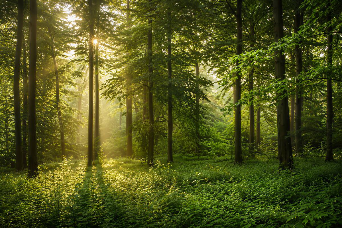 Fototapeten Morgenstrahlen durchdringen den Wald