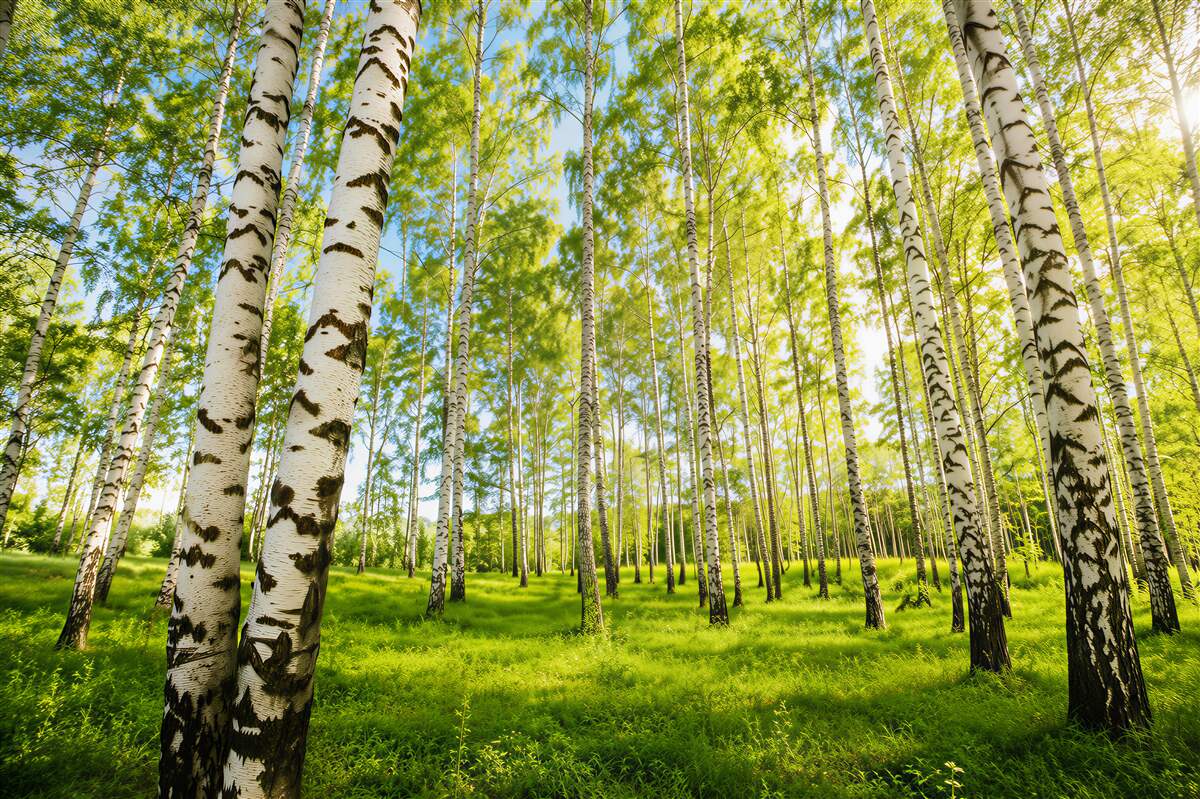 Fototapeten Dünner Sommer-Birkenbaum