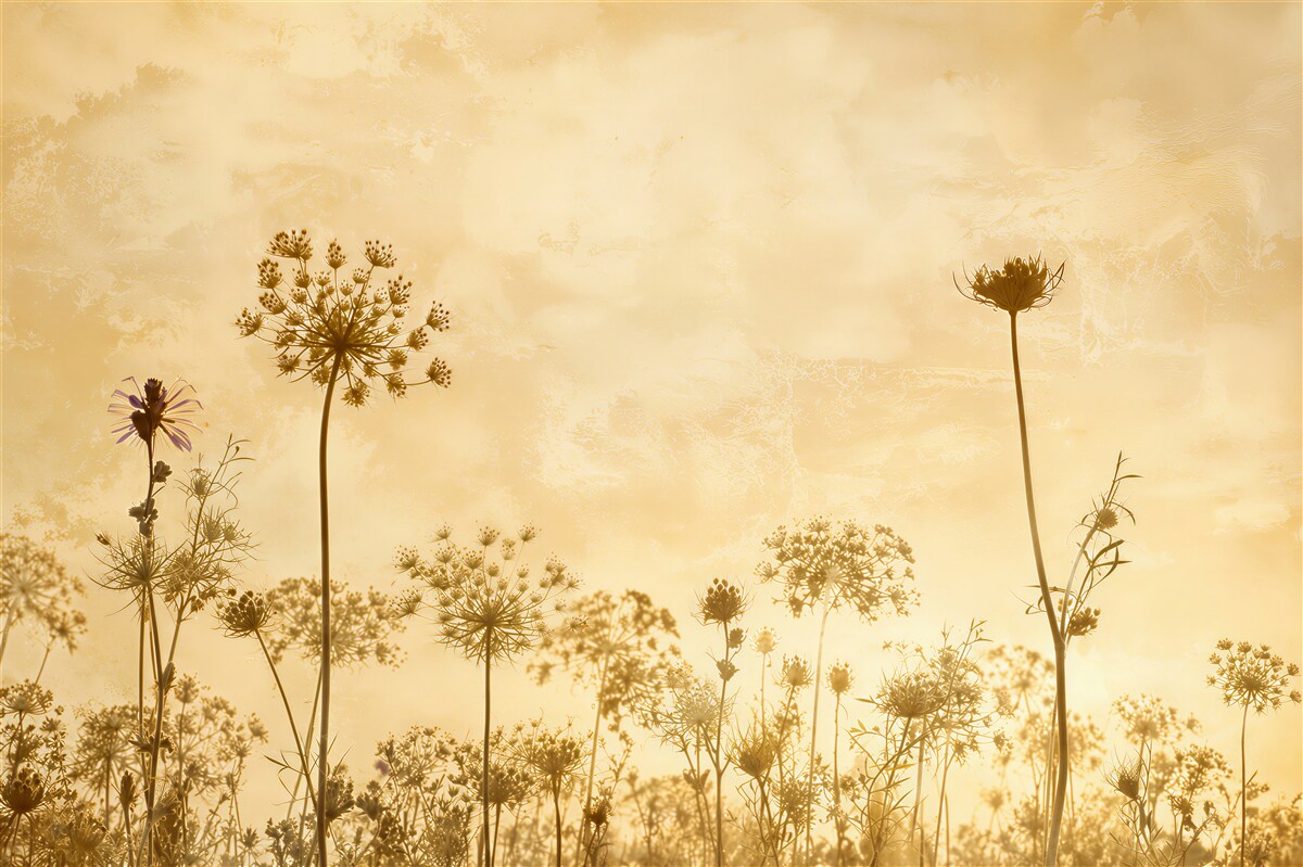 Fototapeten Feldblumen auf goldenem Hintergrund zarte Wiese