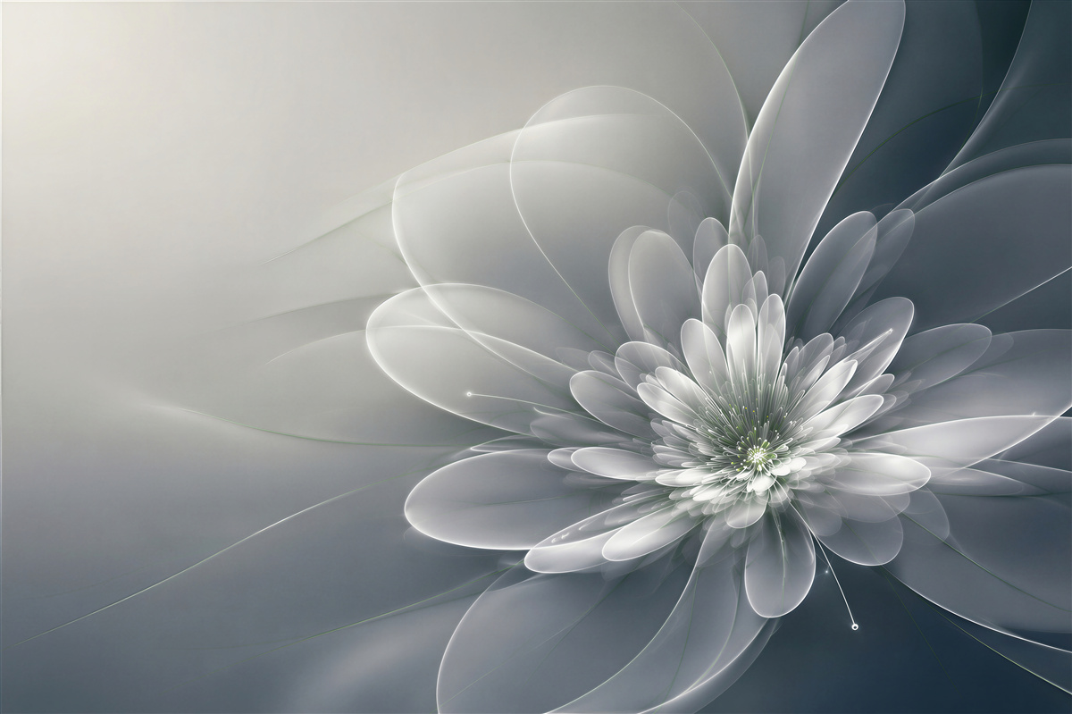 Fototapeten abstrakte weiße Blume auf grauem Hintergrund modern