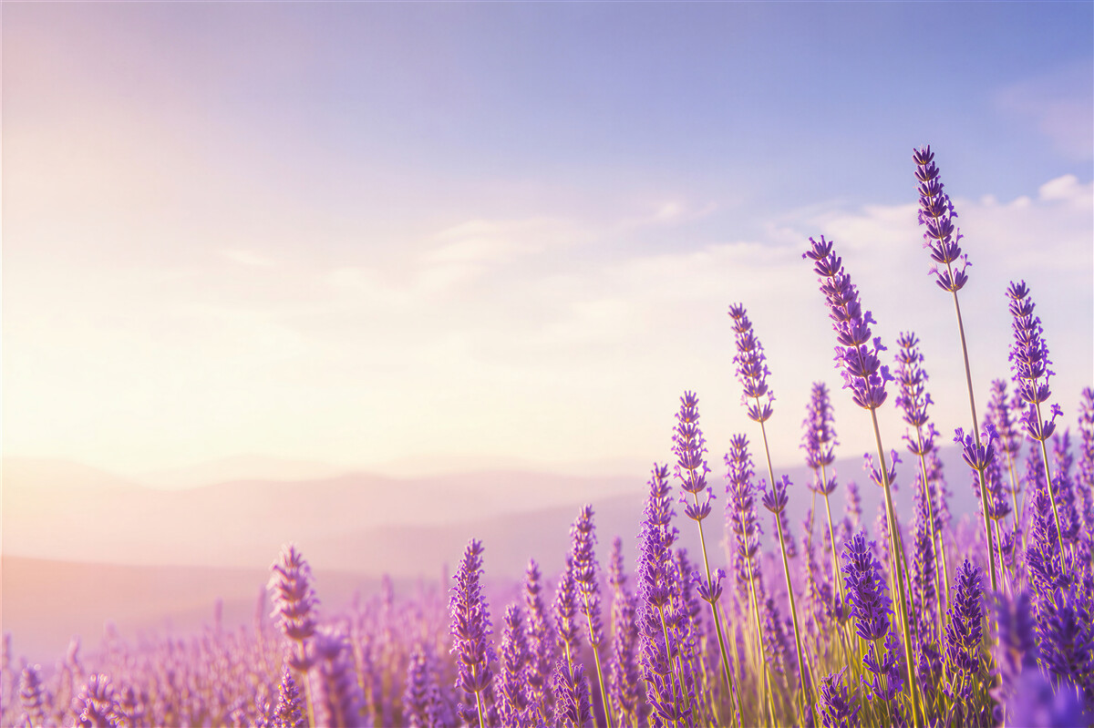 Fototapeten lila Lavendel unter blauem Himmel