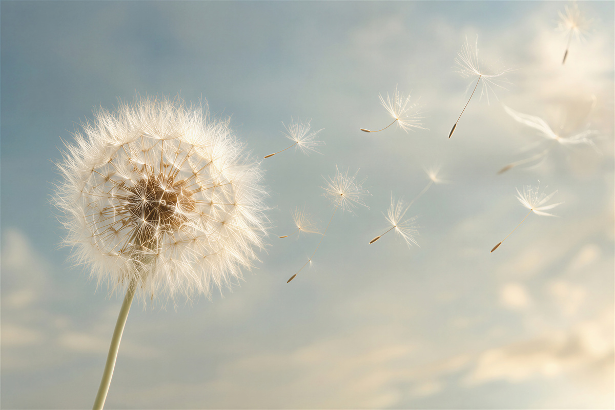 Fototapeten Luftaufnahme von Löwenzahnblumen