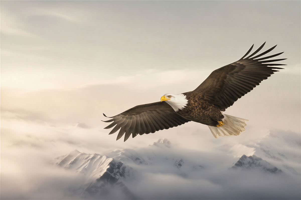 Fototapeten Steinadler im Flug