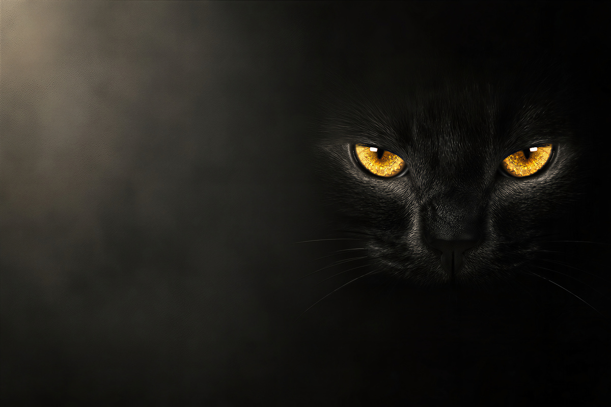 Fototapeten durchdringender Blick einer schwarzen Katze