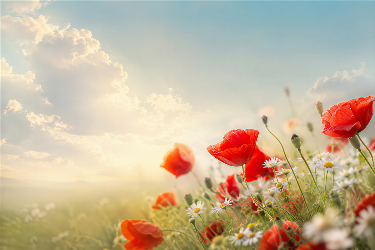 Fototapeten helle Wildblumen mit Mohnblumen