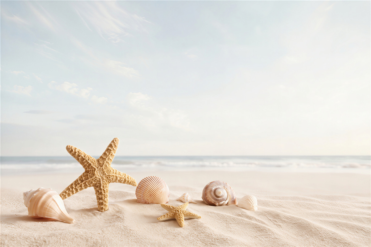 Fototapeten Muscheln und Seesterne im Sand