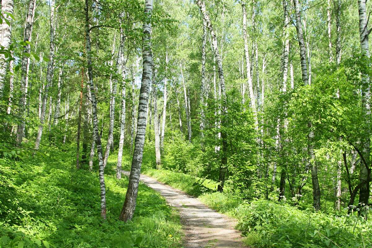 Fototapeten Weg im Birkenhain im Sommer