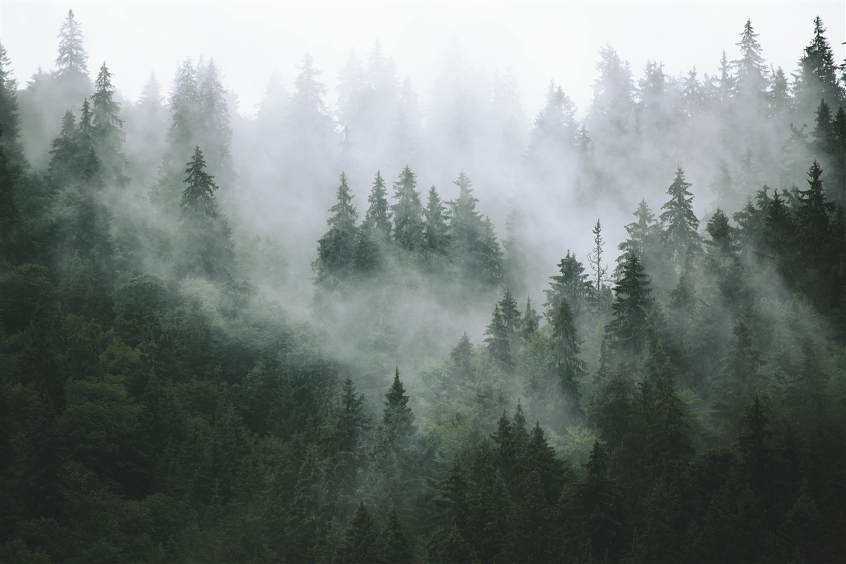 Fototapeten Rand der Nadelbäume im Nebel