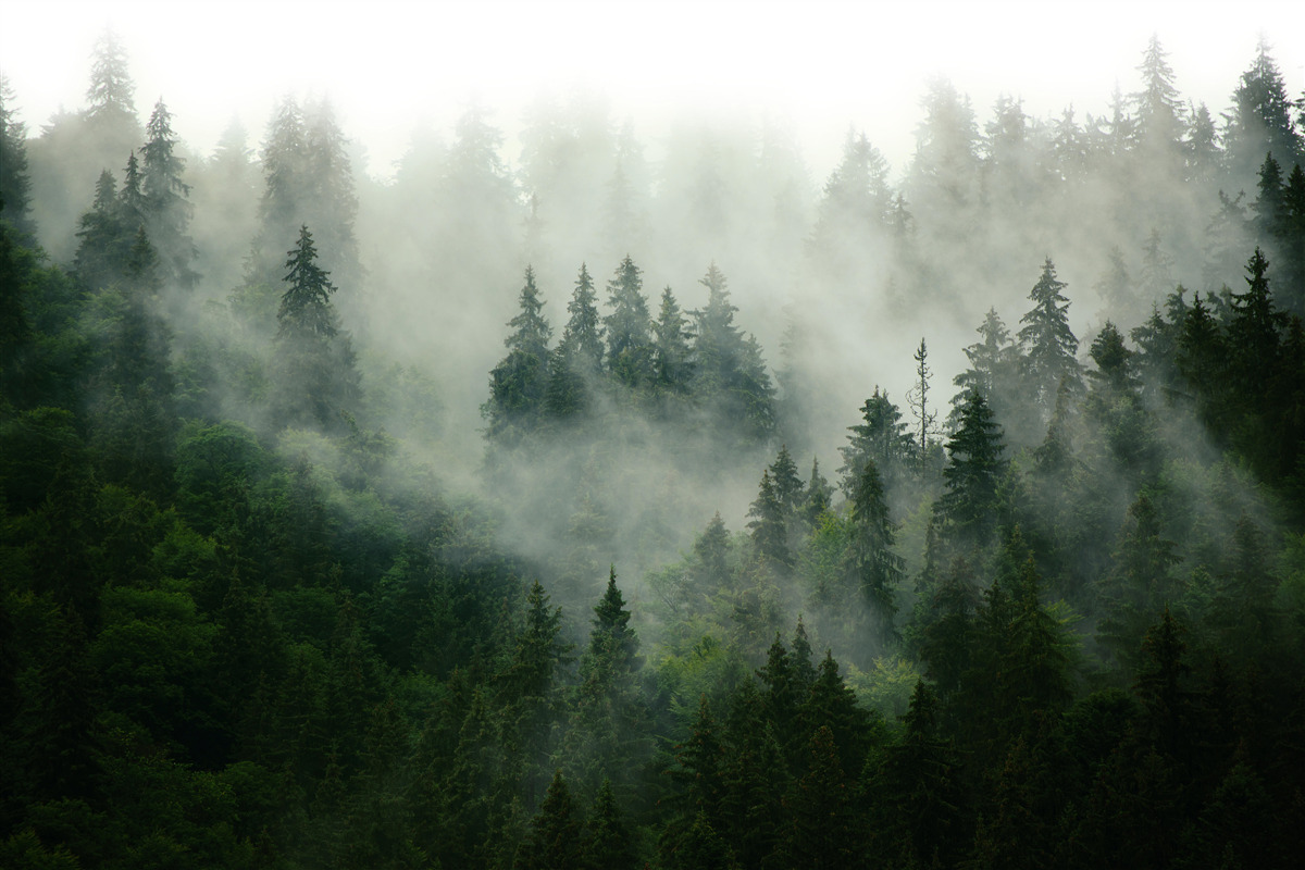 Fototapeten Nebel in den Nadelbäumen