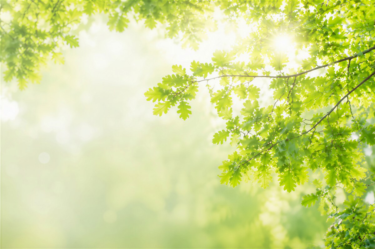 Fototapeten helle Sonnenstrahlen im grünen Wald