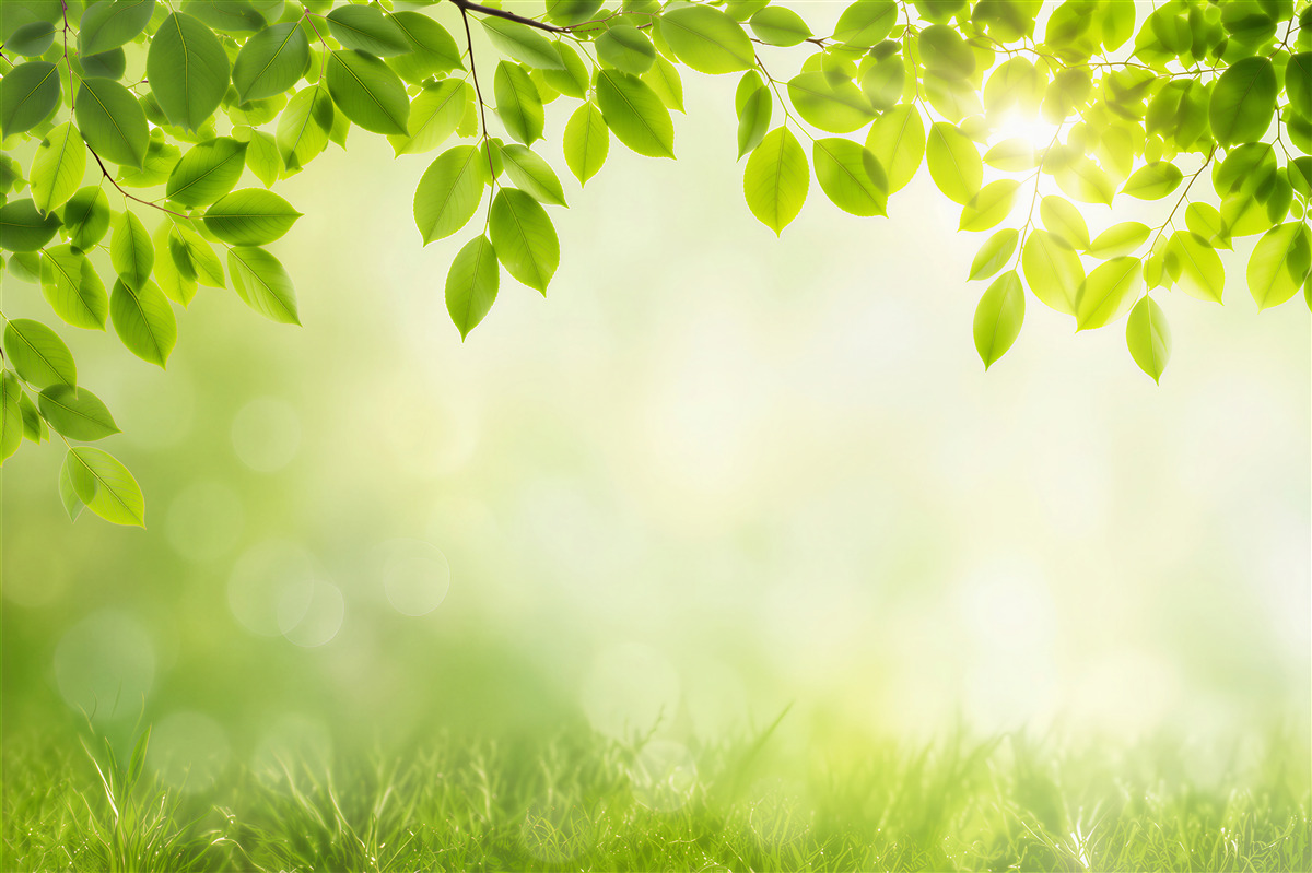 Fototapeten strahlende Sonne und grüne Blätter mit Tropfen