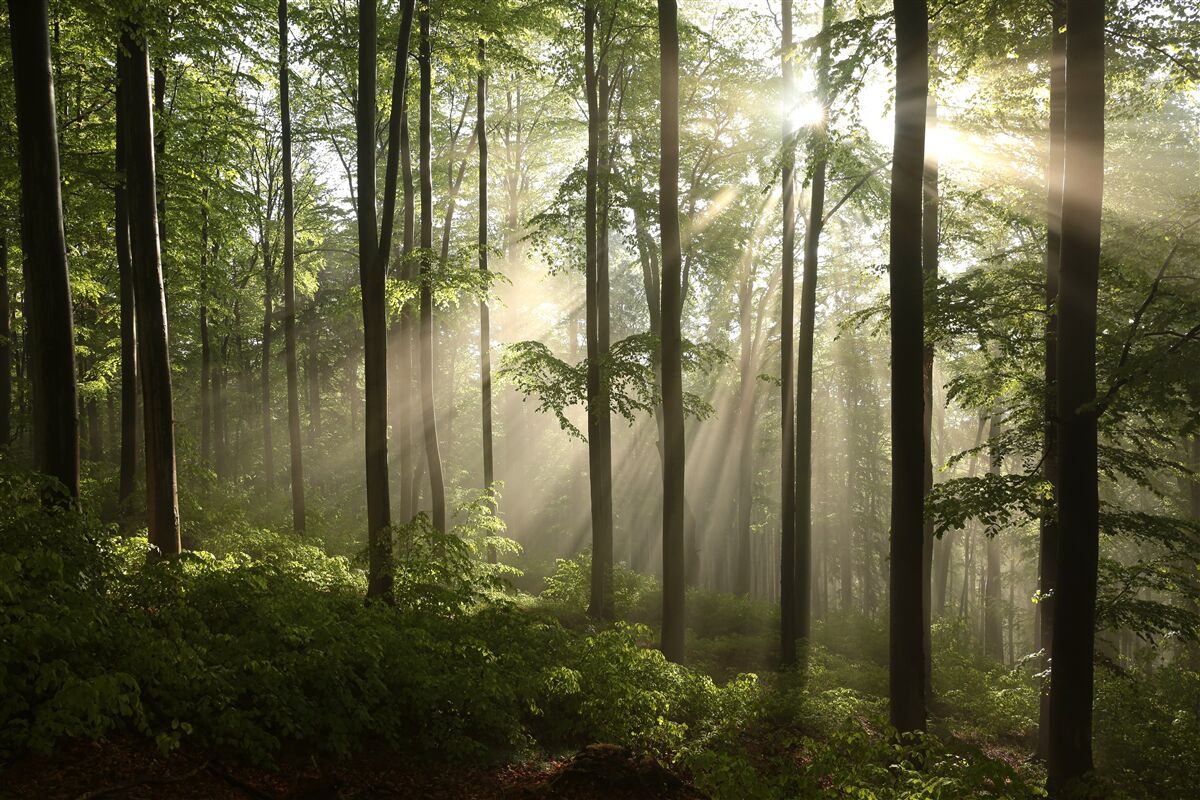 Fototapeten Sonnenstrahlen, die durch den Waldnebel brechen