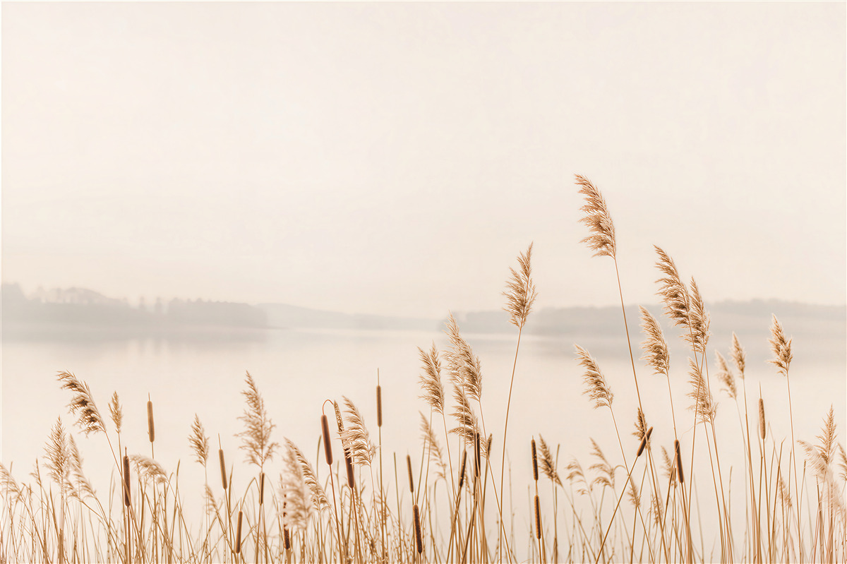 Fototapeten herbstliche Schilfrohre im Nebel