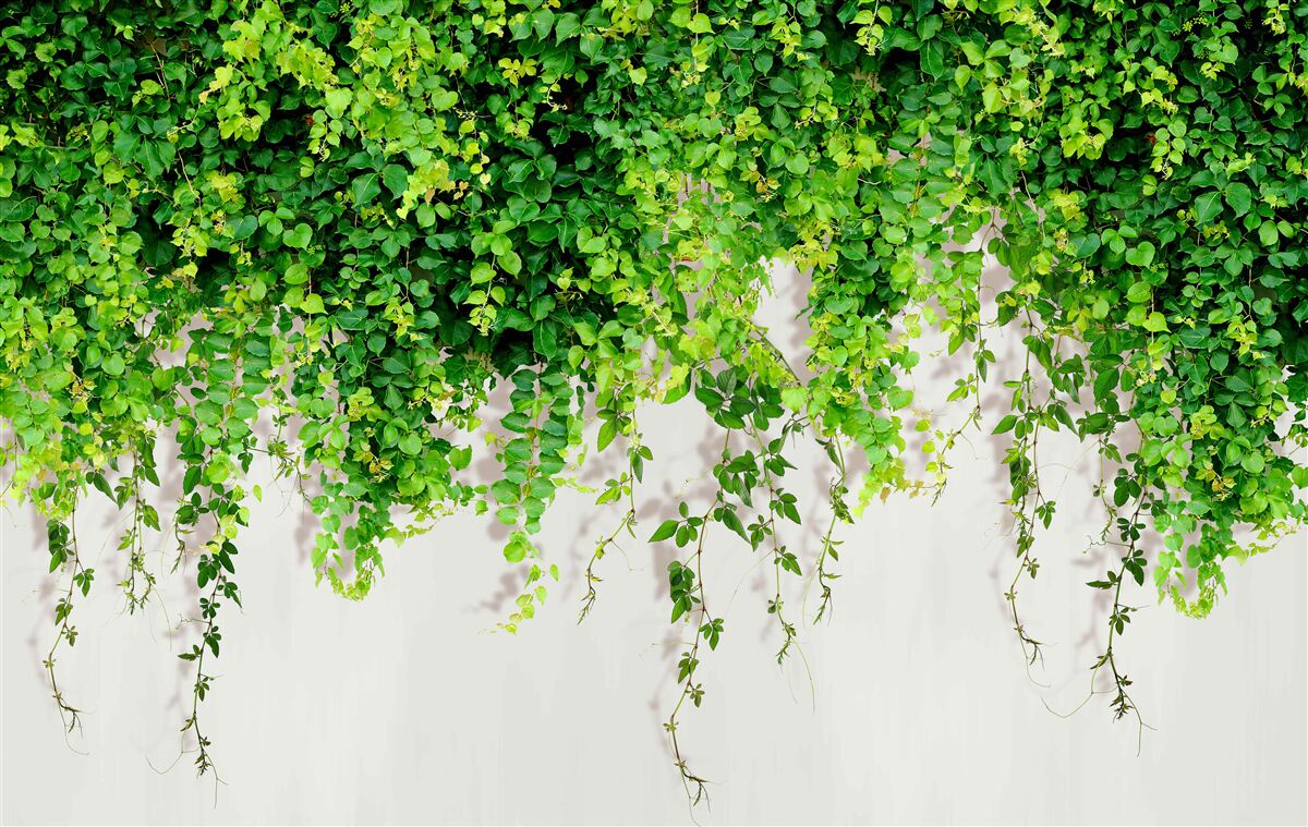 Fototapeten dichte grüne Vegetation