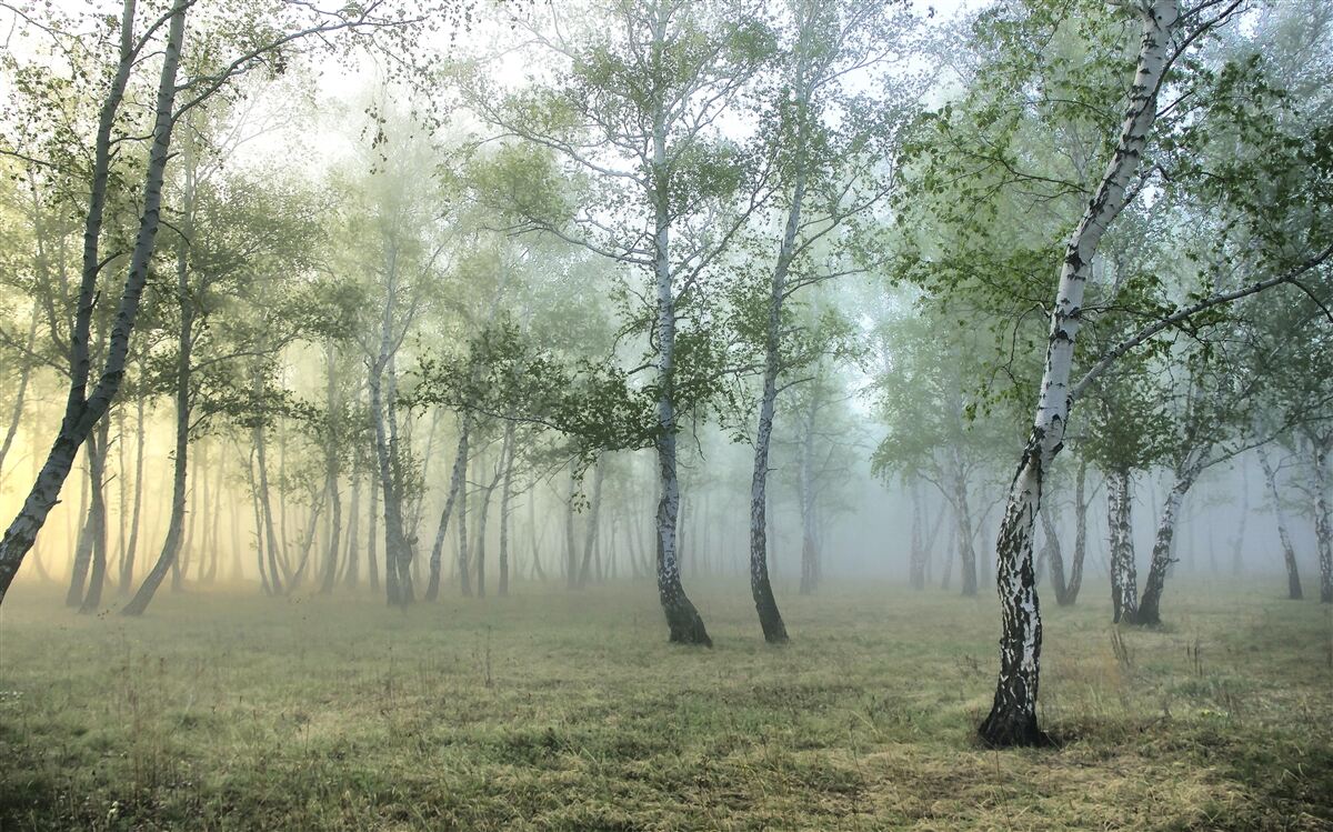 Fototapeten schlanke Birken im Morgennebel