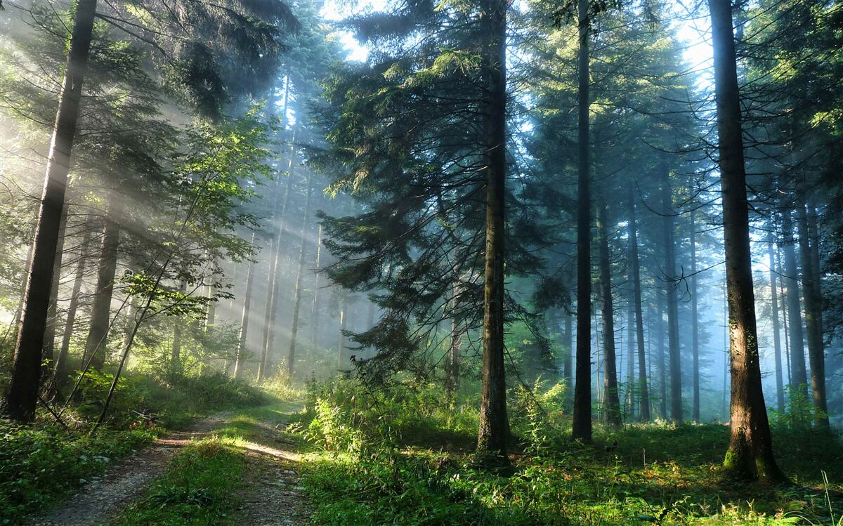 Fototapeten Weg in einem nebligen Wald