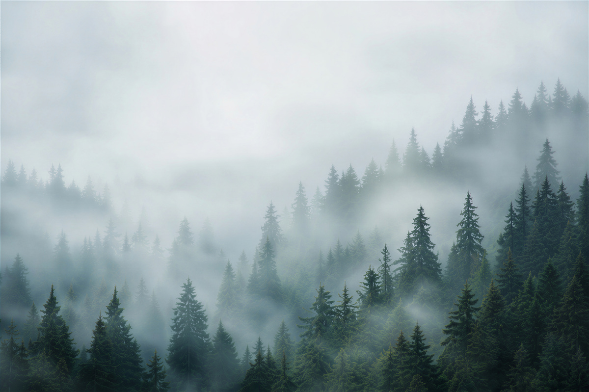 Fototapeten Nebel in Kiefern