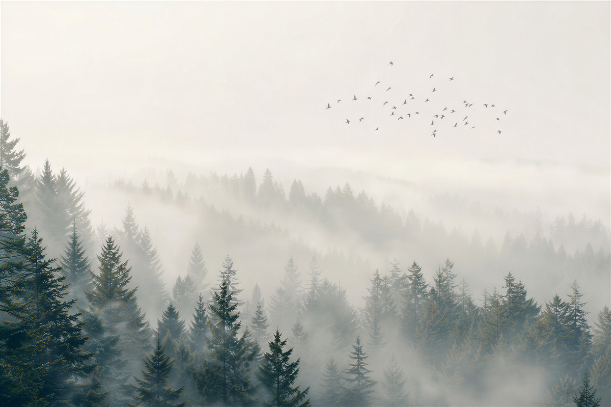 Fototapeten Tannen und Vögel