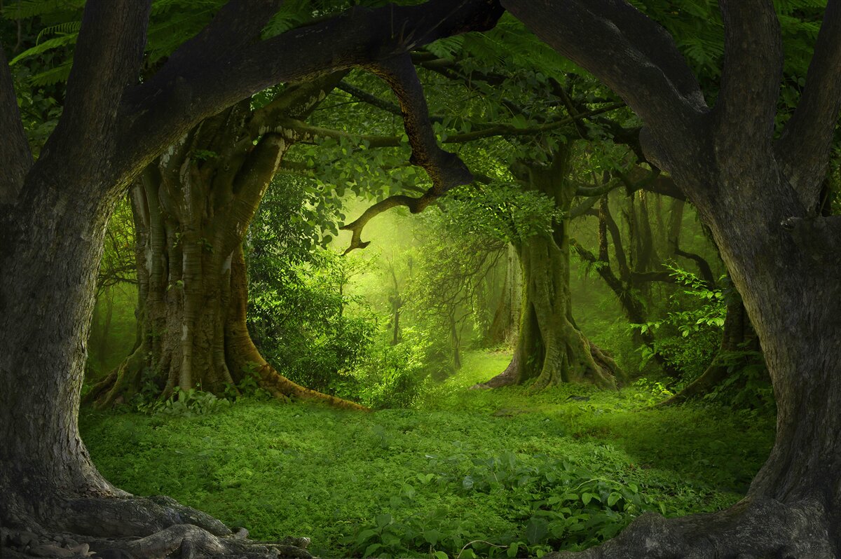 Fototapeten verzauberten Wald