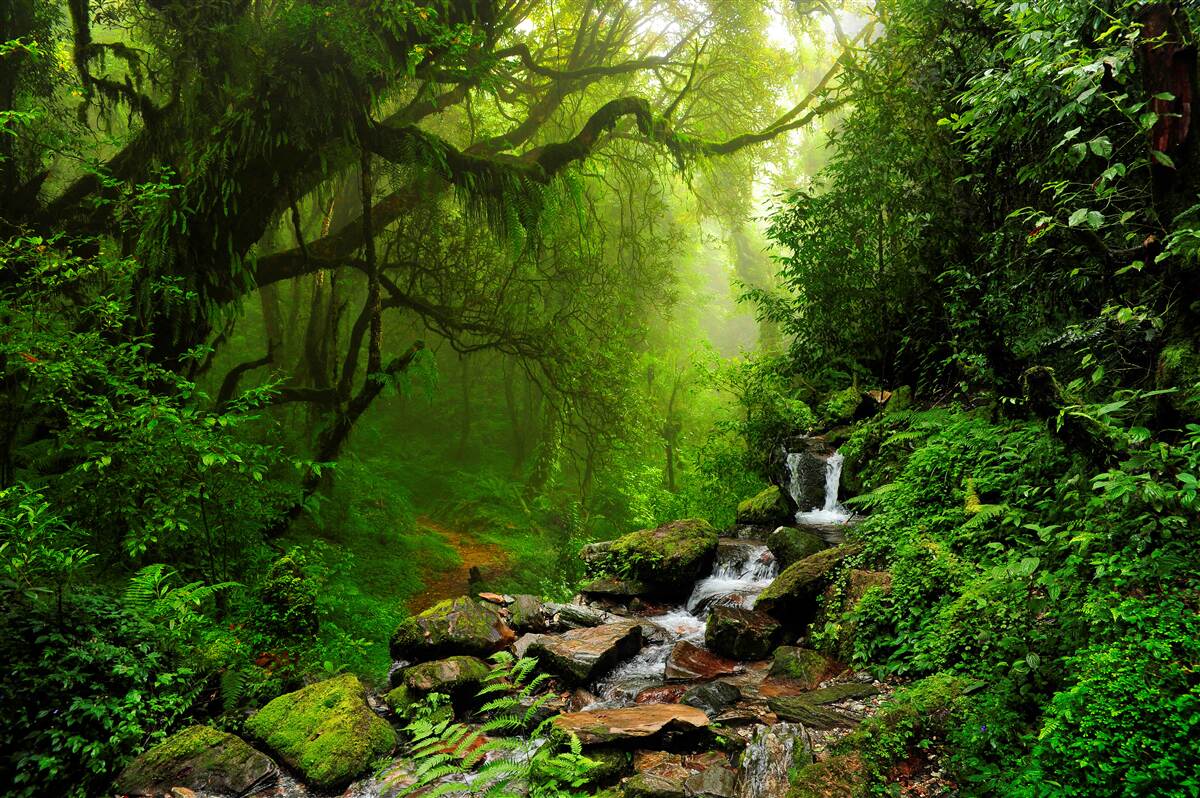 Fototapeten Wasserfall im Wald
