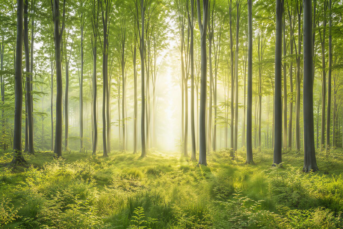Fototapeten sonniger Wald