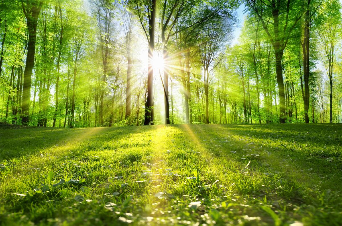 Fototapeten Sonnenstrahlen durch die Bäume