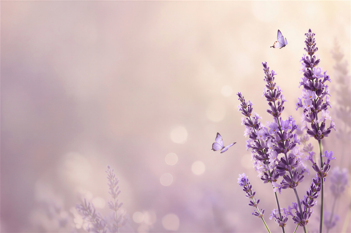 Fototapeten Schmetterlinge wirbeln über Lavendel