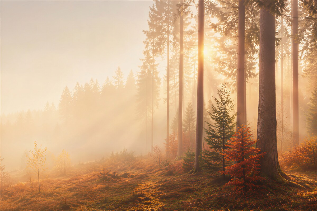 Fototapeten Sonne durchdringt den Herbstwald