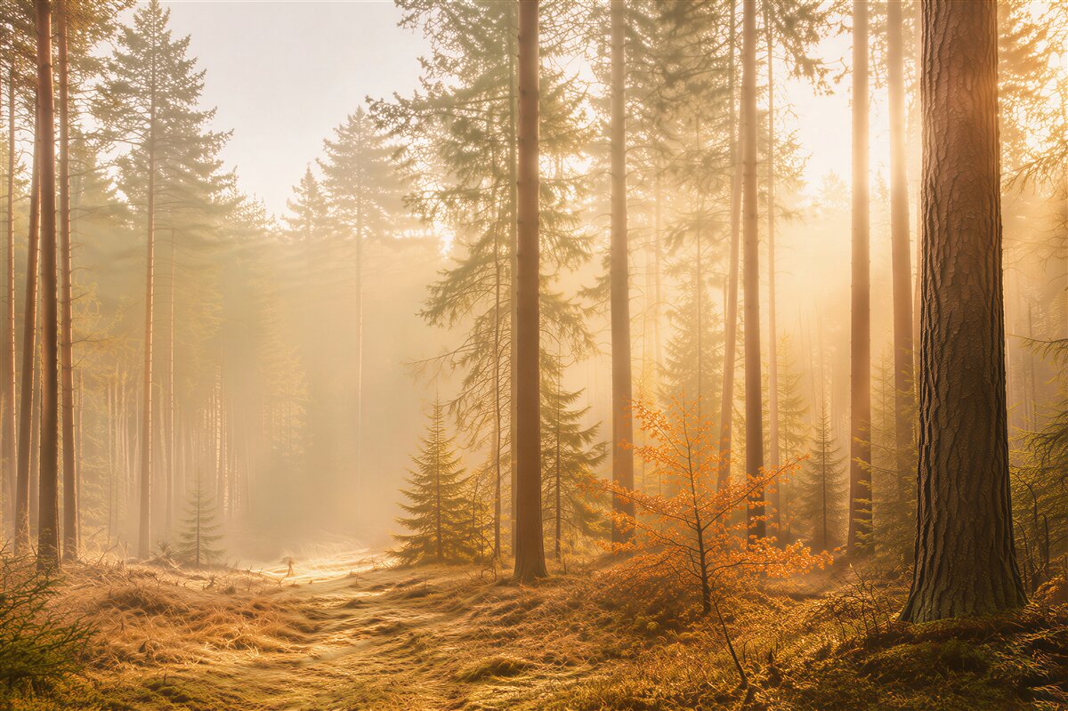 Fototapeten Herbstwald und Sonnenstrahlen