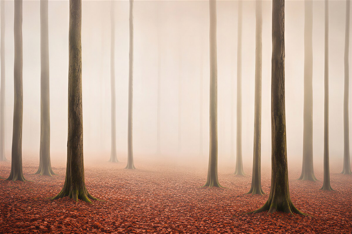 Fototapeten Wald im Nebel mit roten Blättern ruhige natürliche Landschaft
