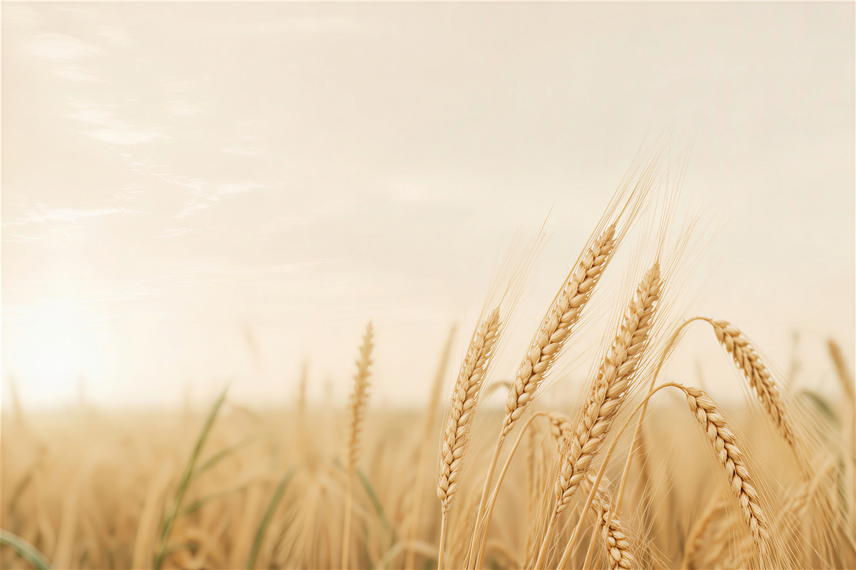 Fototapeten reife Weizenähren auf einem Feld