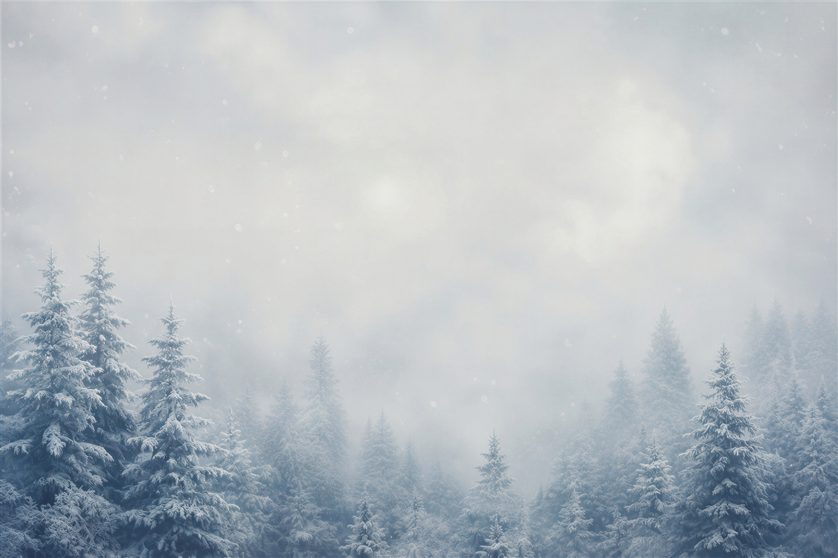 Fototapeten verschneiter Nadelwald im Nebel ruhige Winterlandschaft