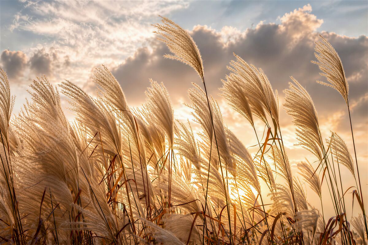 Fototapeten Pampasgras bei Sonnenuntergang
