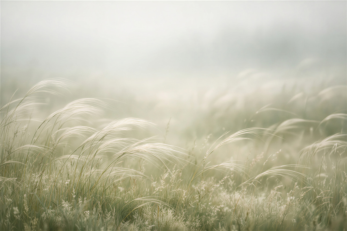 Fototapeten Zarte Gräser in der morgendlichen Ruhe